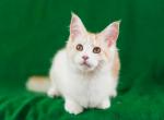Yasmina - Maine Coon Kitten For Sale - 