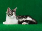 Yosie - Maine Coon Kitten For Sale - 