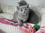 Uzi - Russian Blue Cat For Sale - Norwalk, CT, US