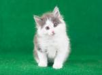 Ponpon - Maine Coon Kitten For Sale - Brooklyn, NY, US