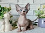 Floerino - Bambino Kitten For Sale - Miami, FL, US