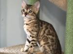 Fiona - Bengal Kitten For Sale - South Elgin, IL, US