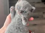 Mars and Novaa - British Shorthair Kitten For Sale - Houston, TX, US