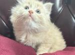 Kiki - Siberian Kitten For Sale - Port Murray, NJ, US