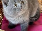 Billy - British Shorthair Kitten For Sale - Brooklyn, NY, US