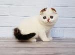 Nesquick - Scottish Fold Kitten For Sale - Brooklyn, NY, US