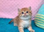 Amirkhan - British Shorthair Kitten For Sale - Brooklyn, NY, US