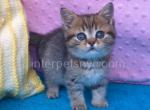 Casper - British Shorthair Kitten For Sale - Brooklyn, NY, US