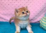 Aisha - British Shorthair Kitten For Sale - Brooklyn, NY, US