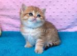 Ayleen - British Shorthair Kitten For Sale - Brooklyn, NY, US