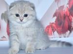 Lila - Scottish Fold Kitten For Sale - Brooklyn, NY, US