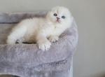 Arthur - Scottish Fold Kitten For Sale - Chattanooga, TN, US