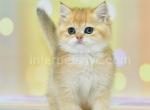 Liana - British Shorthair Kitten For Sale - Brooklyn, NY, US