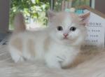 STELLA - Munchkin Kitten For Sale - Las Vegas, NV, US