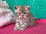 Baffi - British Shorthair Kitten For Sale - Brooklyn, NY, US