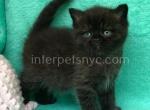 BillyBom - British Shorthair Kitten For Sale - Brooklyn, NY, US