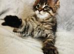 Piter Silent Wave - Maine Coon Kitten For Sale - Brooklyn, NY, US