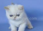 Jessica - Exotic Kitten For Sale - Brooklyn, NY, US