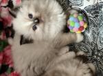 Sealpoint female mitted with a blaze - Ragdoll Kitten For Sale - San Diego, CA, US