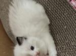 Katias babies - Ragdoll Kitten For Sale - San Diego, CA, US