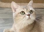 Pure Scottish Straight Lilac Female - Scottish Straight Cat For Adoption - Vancouver, WA, US