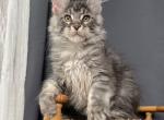Maine Coon EZ Ragnar - Maine Coon Kitten For Sale - 