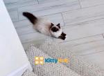 Music seal mitted ragdoll  kitty - Ragdoll Kitten For Sale - Fairfax, VA, US