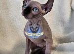 Sphynx Elf Girl Frida  Ready go home - Sphynx Kitten For Sale - Lockport, IL, US