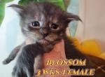 Blossom Spring litter - Maine Coon Kitten For Sale - Kingman, AZ, US