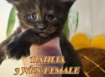 Dahlia Spring Litter - Maine Coon Kitten For Sale - Kingman, AZ, US