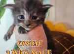 Owen Spring Litter - Maine Coon Kitten For Sale - Kingman, AZ, US