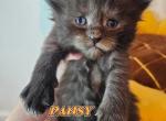 Pansy Spring Litter - Maine Coon Kitten For Sale - Kingman, AZ, US