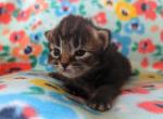 Karma - Siberian Kitten For Sale - Clintwood, VA, US