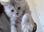 Sunshine - Maine Coon Kitten For Sale - 