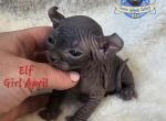 Elf  Black Girl April - Sphynx Kitten For Sale - Lockport, IL, US