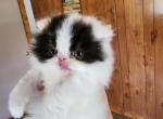 Tumbelina - Persian Kitten For Sale - Pierceton, IN, US