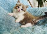 Clover - Ragamuffin Kitten For Sale