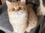 Van Damme - British Shorthair Kitten For Sale - San Mateo, CA, US