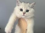 Seba - Scottish Straight Kitten For Sale - Buffalo Grove, IL, US