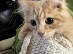 Cathy - Munchkin Kitten For Sale - Clymer, PA, US
