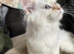 Ginger - Minuet Kitten For Sale - Clymer, PA, US