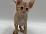 Sokrates - Oriental Cat For Sale - Norwalk, CT, US