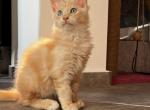 Mabby - Maine Coon Cat For Sale - 