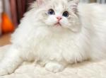 Blue lynx bicolor boy - Ragdoll Kitten For Sale - Fontana, CA, US