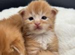 Tady - Maine Coon Kitten For Sale - Spokane, WA, US