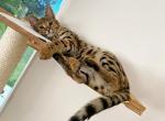 Gabe - Savannah Cat For Adoption - NE, US