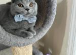 Blue British Shorthair boy Stanley - British Shorthair Cat For Sale - NY, US