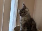 Hector - Maine Coon Kitten For Sale - IL, US