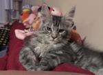 Banett - Maine Coon Kitten For Sale - IL, US