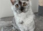 Amber - Maine Coon Kitten For Sale - 